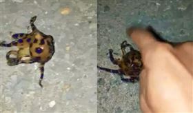 毒性,章魚,藍環章魚,旗津漁港,爆廢公社。（組合圖／翻攝自爆廢公社）