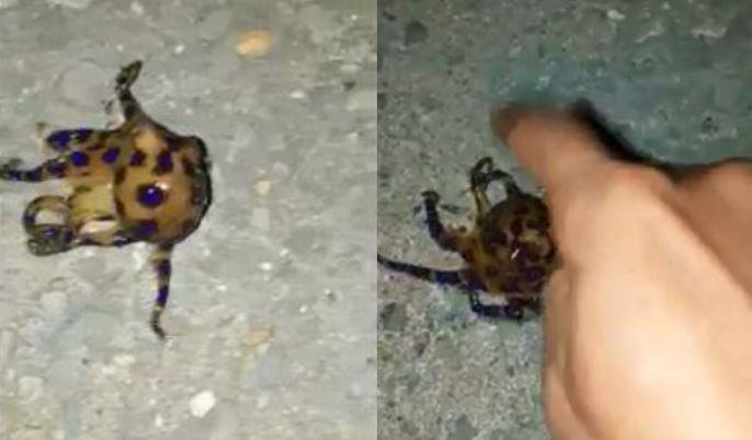 毒性世界前3藍環章魚　1隻殺26人