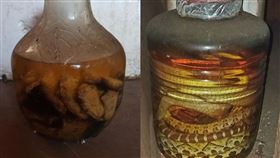 蛇酒,鹿角,藥酒,試喝,勇者　圖／翻攝新竹大小事