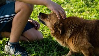 「收容所待多年」　狗狗被領養緊抱飼主腿