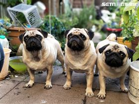 名家/愛你寵物網（勿用）
