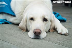 名家/愛你寵物網（勿用）
