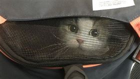 貓咪截圖　翻攝自Dcard