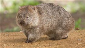 在澳洲森林大火中，袋熊無意間成為救命英雄，為其他野生動物提供地下安全庇護所。（圖取自維基共享資源；作者JJ Harrison，CC BY 3.0）