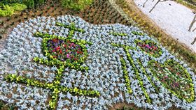 澎湖休憩園區花海景觀18日對外開放澎湖休憩園區「幸福島嶼」花海景觀18日起對外開放，歡迎民眾農曆春節走春前往賞花，盡情享受芬多精。中央社　109年1月17日