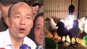 韓國瑜、雞