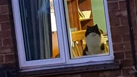 我的貓怎麼在你家！經過鄰居家傻眼「巧遇」自家貓(圖/翻攝自reddit u/MoonChaser22)