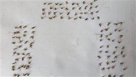 蚊子,屍體,爆廢公社,神人