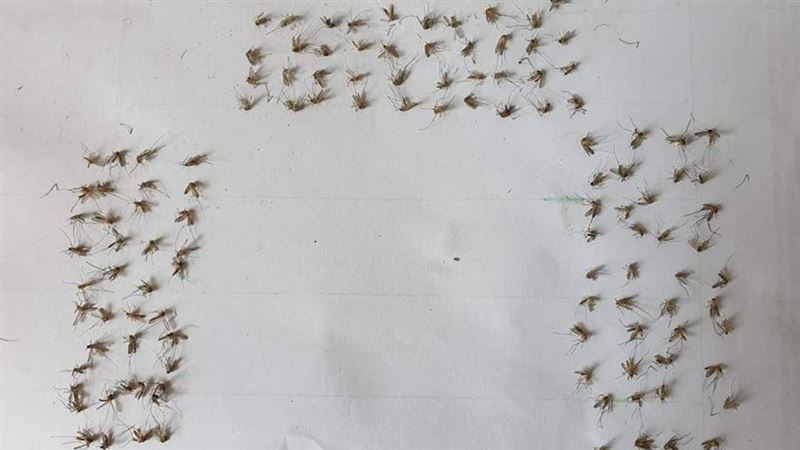 蚊子天敵！神人曬超猛「滅門屍照」