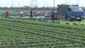 德克士、大陸全家採購台灣美生菜120公噸　魏應充扮推手