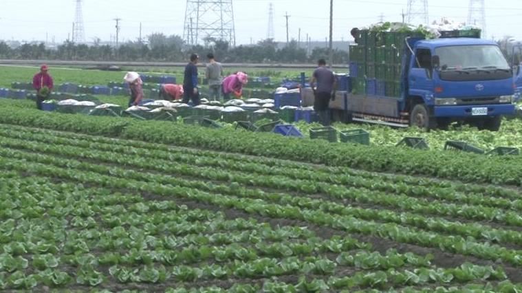找移工搶收遭開罰60萬　菜農急喊冤