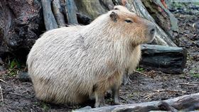 台北市立動物園推鼠年特展金鼠年即將到來，台北市立動物園18日起推出「鼠鼠生豐–鼠年生肖特展」，開幕首日邀請大家跟著第一隻在園內出生的水豚「卡皮」，一起認識嚙齒類動物。（台北市立動物園提供）中央社記者陳怡璇傳真　109年1月17日