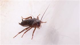 蟑螂(Pixabay)