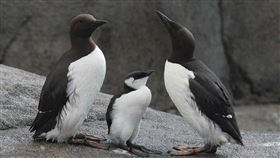 研究,改善,common murre,死體,海水,溫度,上升,動物,常態,災難,食物,食物鏈,海洋,生態, 圖／翻攝自維基百科　https://parg.co/THV