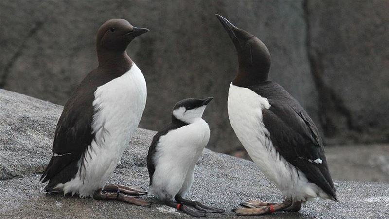 恐成常態？1百萬隻海鳥暴斃海岸