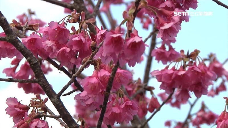 賞花秘境遍全台！春節打卡熱門地點曝