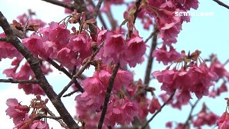 賞花秘境遍全台！春節打卡熱門地點曝