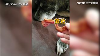 睡到中午？　汪星人秒醒妙招大曝光