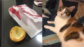 貓,貓咪,蛋塔,蛋撻,貓咪也瘋狂俱樂部（圖／Mia Liu授權提供）