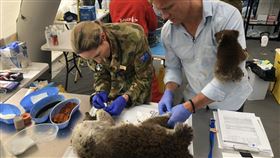 澳洲,無尾熊,火災,森林大火。（圖／翻攝自Scott Miller推特）