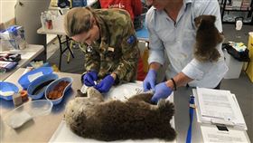 澳洲,無尾熊,火災,森林大火。（圖／翻攝自Scott Miller推特）