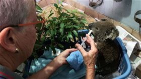 遭澳火燒傷！無尾熊窩睡「洗衣籃」　四肢綁繃帶酷似穿襪子
（資料照／路透社／達志影像）2019年11月拍攝