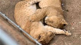 獅子（圖／翻攝自Reece Oliver FB）