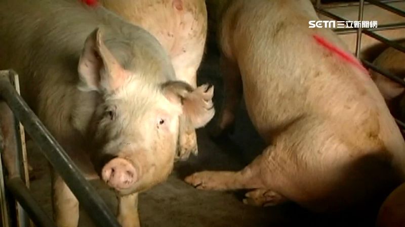 台美經貿卡在美豬牛　蘇：現沒這問題