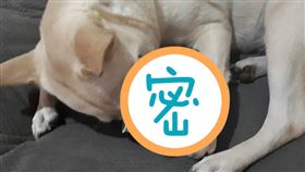 好市多,優格,希臘優格,無糖,狗狗（圖／翻攝自《Costco好市多 商品經驗老實說》）