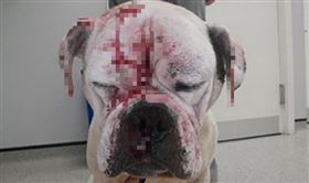 動物,虐待,狗,鬥牛犬,判刑,入獄,清潔劑,毆打,收養,浴缸,慘忍,　圖／翻攝自RSPCA官網