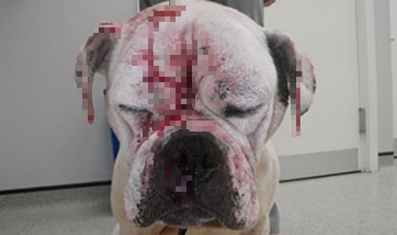 殘酷虐待！鬥牛犬滿身傷被泡清潔劑中