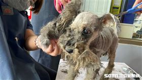 寵物登記(新北市府提供)