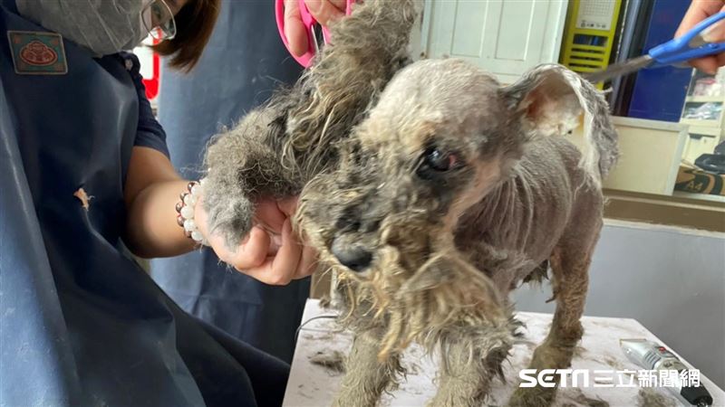 飼主注意　寵物沒身分證可罰1.5萬