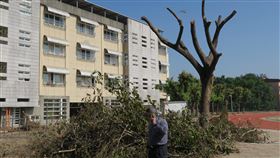 高雄中崙國中砍樹引議　校方：經簽准合情合法高雄中崙國中校內多株樹木遭清除，遭民團指為「大開環保倒車」，校長王文霖則表示，校內並無珍貴樹種，且是為改善校園環境，也經高雄市府簽准，合情合法。（高雄愛樹人團提供）中央社記者程啟峰高雄傳真  109年1月18日