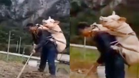 太值錢怕被偷？中國農夫背豬耕田 影片曝光笑翻網友（圖／翻攝自推特寧先華）