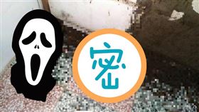  蟑螂,裝潢,爆料公社,十年,拖鞋（圖／翻攝自爆料公社）