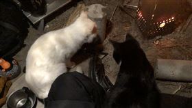 露營是遠離塵囂的一種好方法，許多人都藉由獨自在大自然中扎營來放鬆、舒壓。日前有位網友在網路上發布一則影片，這位網友表示當晚他在草地上露營，沒想到生的營火卻引來相當多隻貓咪取暖，而隔天早上還看見昨晚陪伴他的喵星人送來回禮，這暖心的畫面上傳到網路，讓不少人直呼：「這就是貓的報恩！」（圖／翻攝自DDDDD_00DD Twitter）