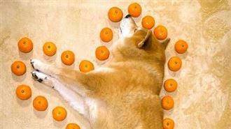 XX顆橘子圈阿柴！主人看呆：肥慘