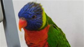 高雄,鸚鵡,QQ,彩虹吸蜜鸚鵡,受驚,啾啾叫,爸爸,媽嗎,洪姓嫌犯