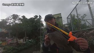 用玩具釣竿水溝邊實釣　意外釣出特大