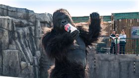 超人氣動物園 劇照