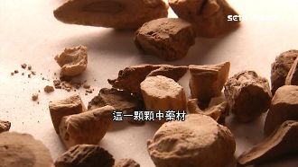 中藥「板藍根」能抗武漢肺炎？醫存疑