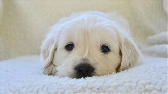 與毛孩同吃同睡不洗手　少年視力剩0.02