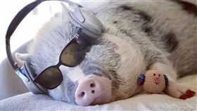 美國,小豬,治療豬,莉露,機場