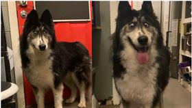 在動物之家裡每天都有新的狗狗被認養出去，卻也有許多待在動物之家的狗狗會因為長相、年紀等關係遲遲找不到飼主！美國有隻哈士奇因為就長相「不討喜」，在2歲時被飼育員棄養，並且待在動物之家長達2年的時間，遲遲找不到有心人來將牠領養出去，一直到最近才終於有人將牠認養走，開始嶄新的生活。（圖／翻攝自Husky House Facebook）