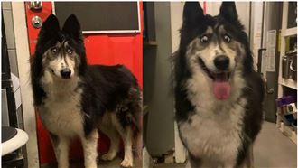 哈士奇遭遺棄　長相不討喜沒人認養