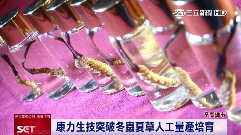 康力生技量產冬蟲夏草　開拓健康商機