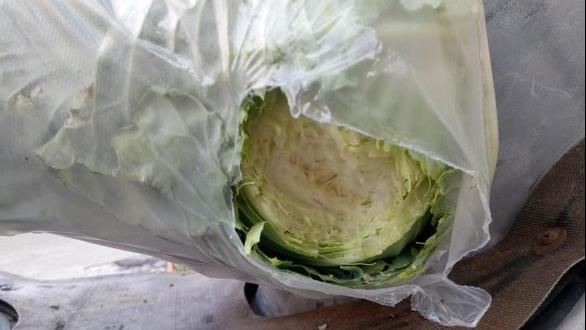 偷吃賊大啃高麗菜　網笑歪：抓去煮