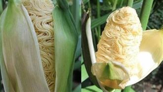 這植物長得像「泡麵」　真實身分超狂