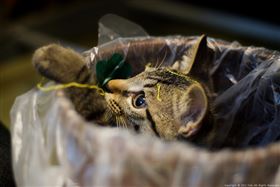 名家專用／毛起來MAOUP（勿用）